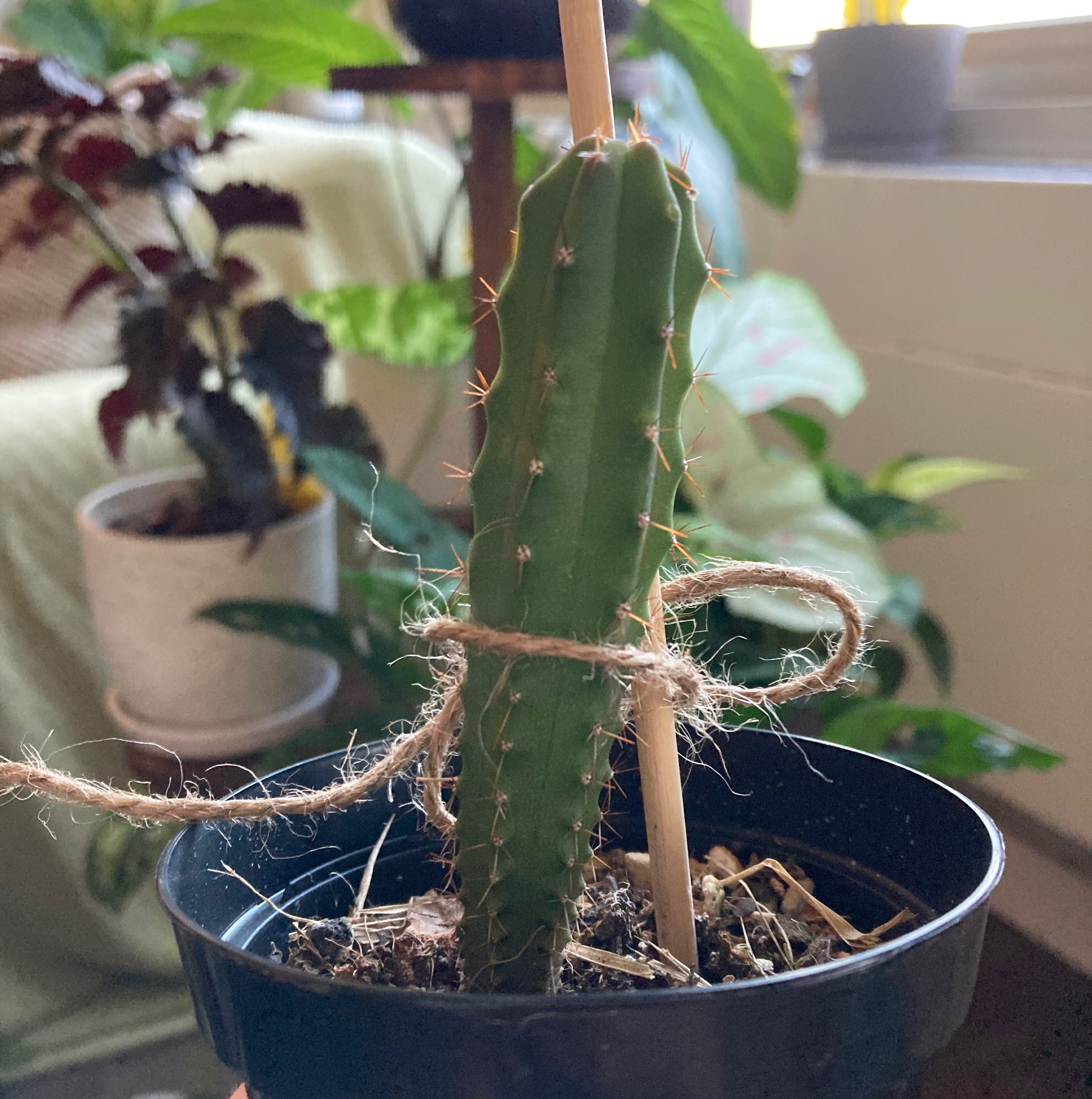 Torch Cactus in a pot, supported by a stick and tied with a string. Background includes other plants.