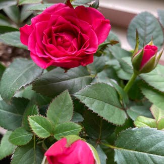 Miniature Rose plant in Wyncote, Pennsylvania