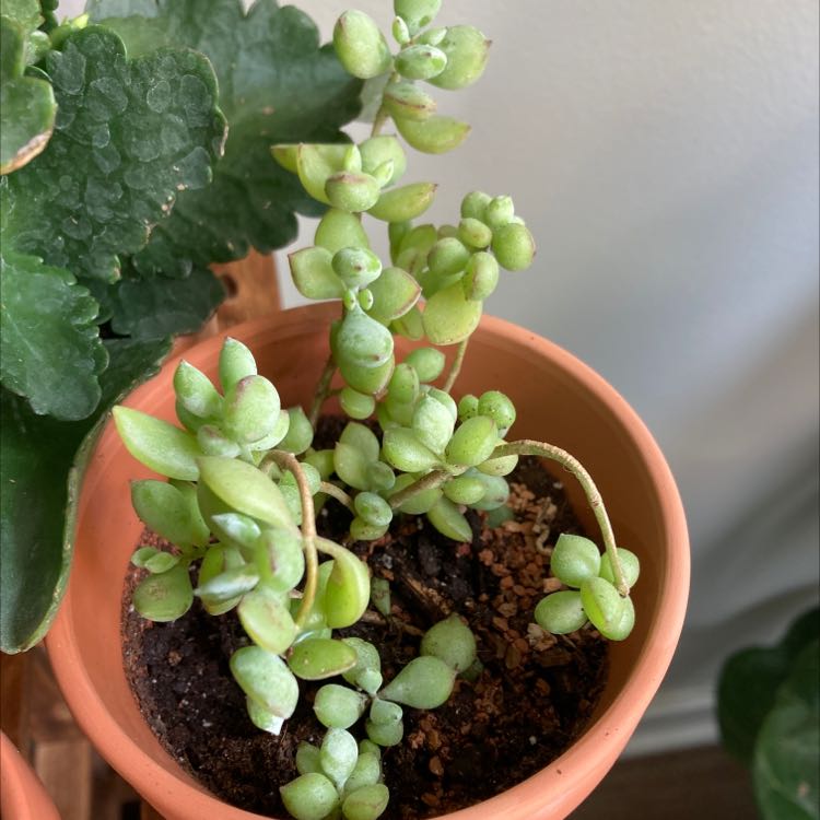 Potted Cliff Cotyledon succulent with healthy, fleshy leaves and visible soil.