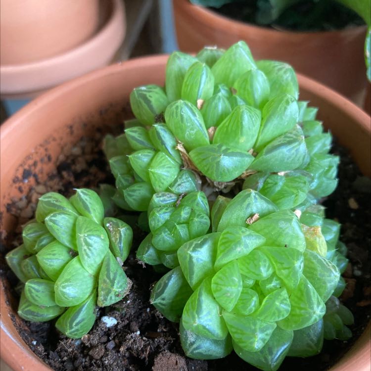 Haworthia 'Obtusa' plant with vibrant green, translucent leaves in a terracotta pot.
