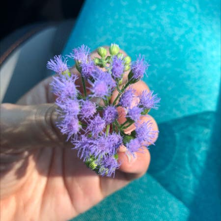 Photo of the plant species Blue Mistflower by Upbeatcentella named Your plant on Greg, the plant care app