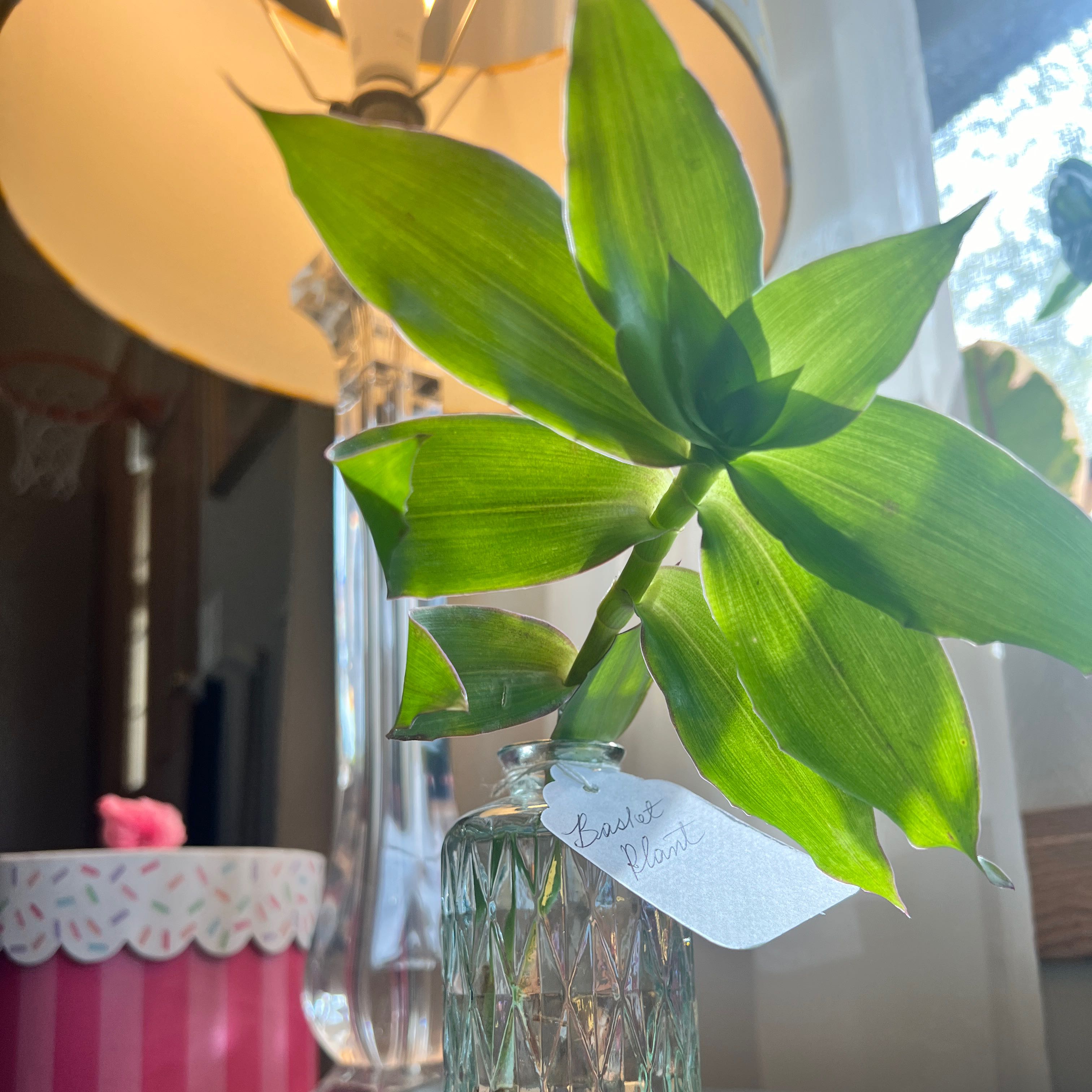 Basket Plant in a glass container with vibrant green leaves, placed indoors near a lamp.