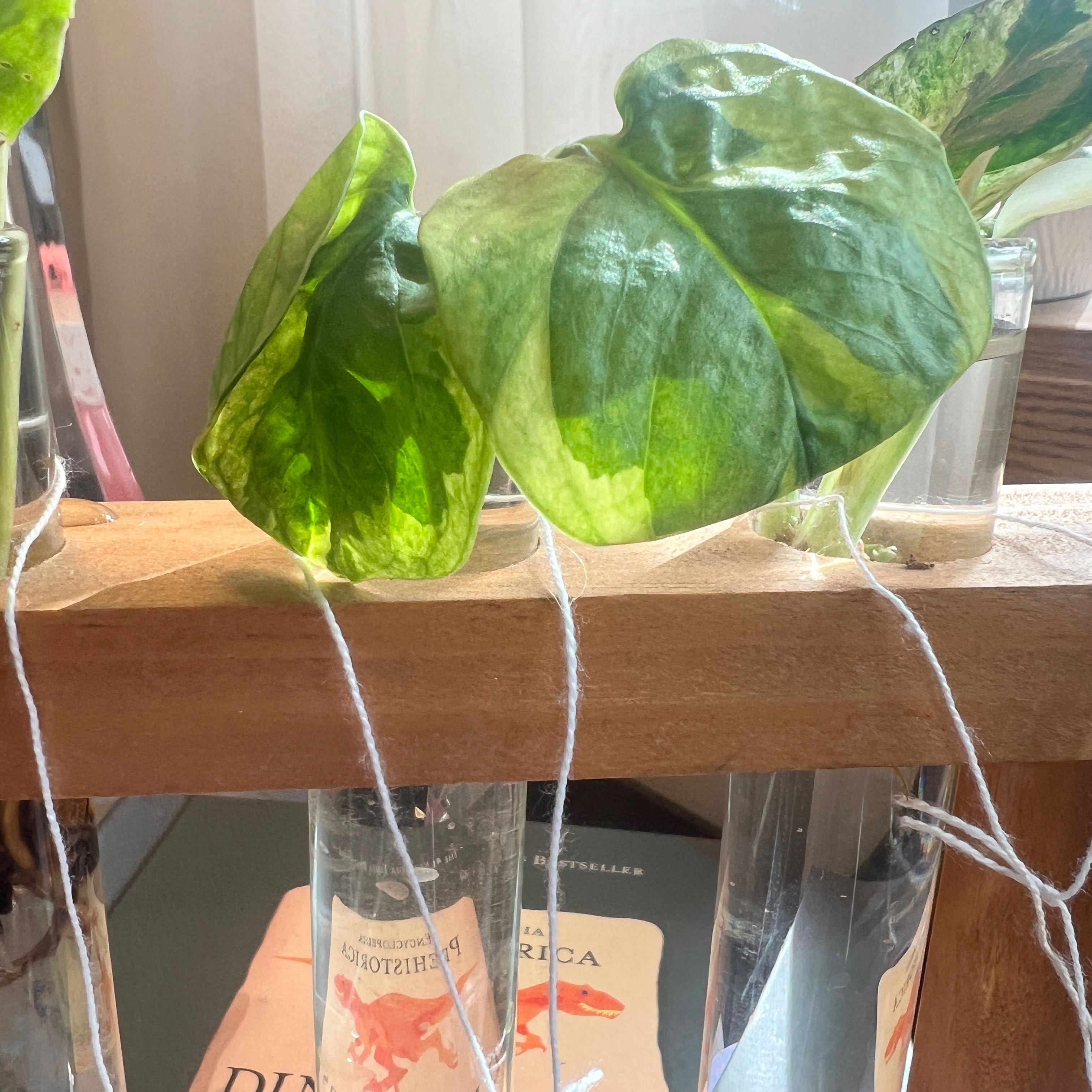 Lemon Meringue Pothos plant with healthy green leaves in a glass container with water.