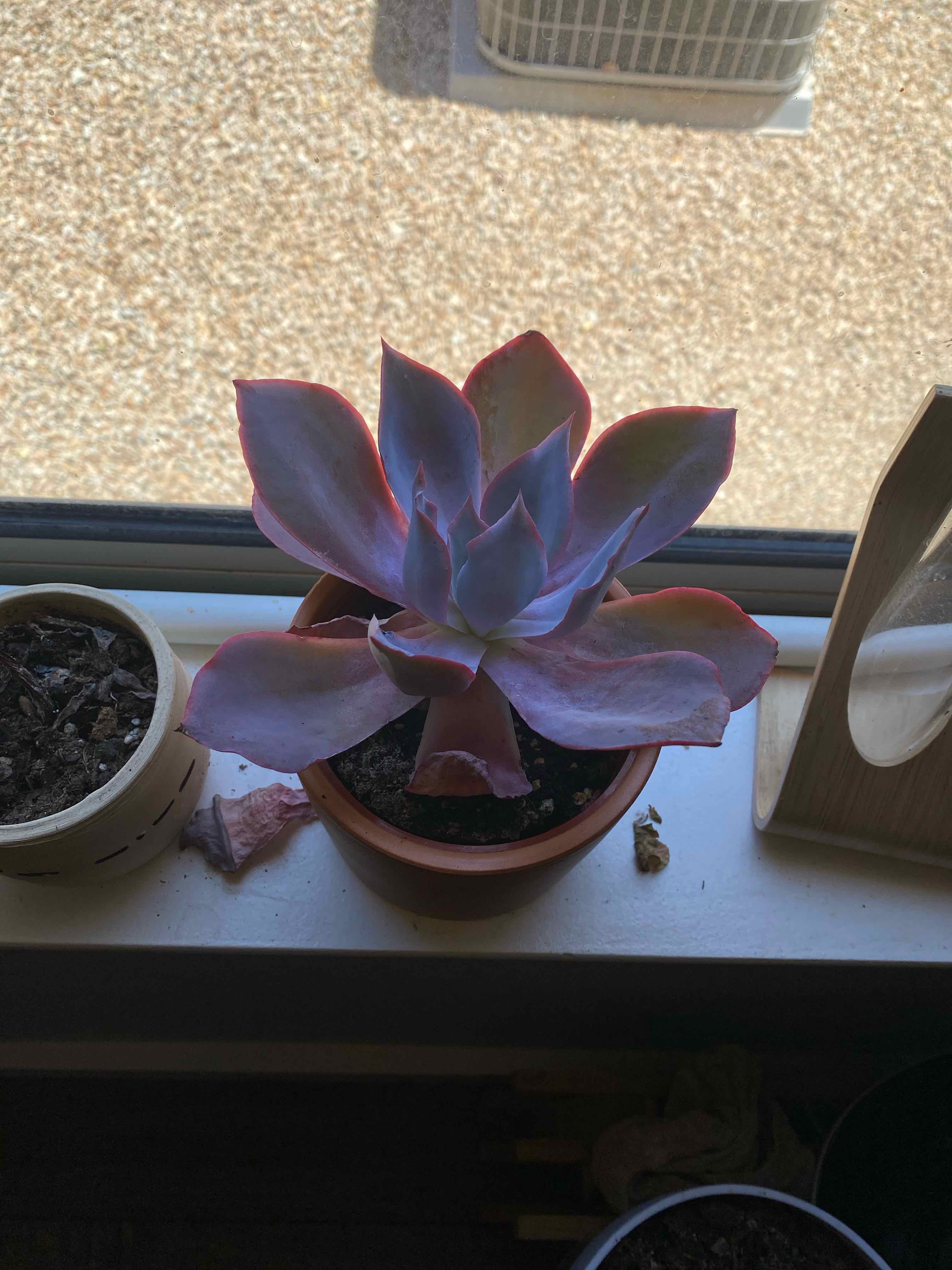Echeveria Gibbiflora succulent in a pot on a windowsill, with visible soil.