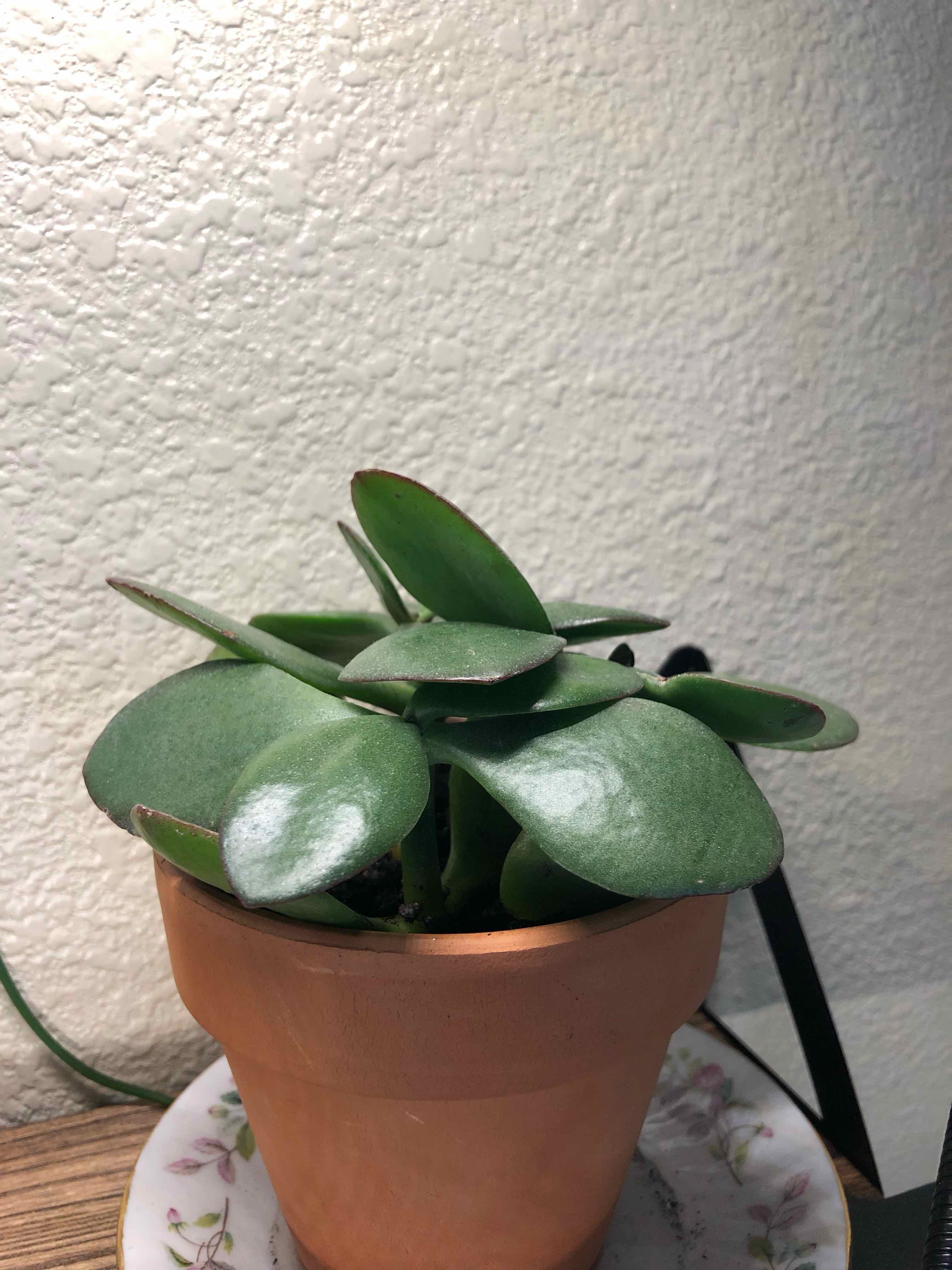 Jade Plant in a terracotta pot with healthy, fleshy leaves.