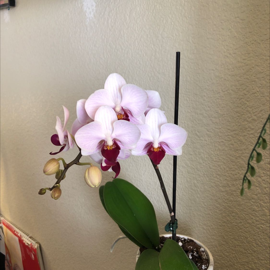 Photo of the plant species Western Orchid by @Some_rando named Prince Ali on Greg, the plant care app