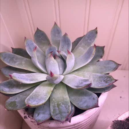 Photo of the plant species Champagne Echeveria by @Some_rando named Peter Planter on Greg, the plant care app