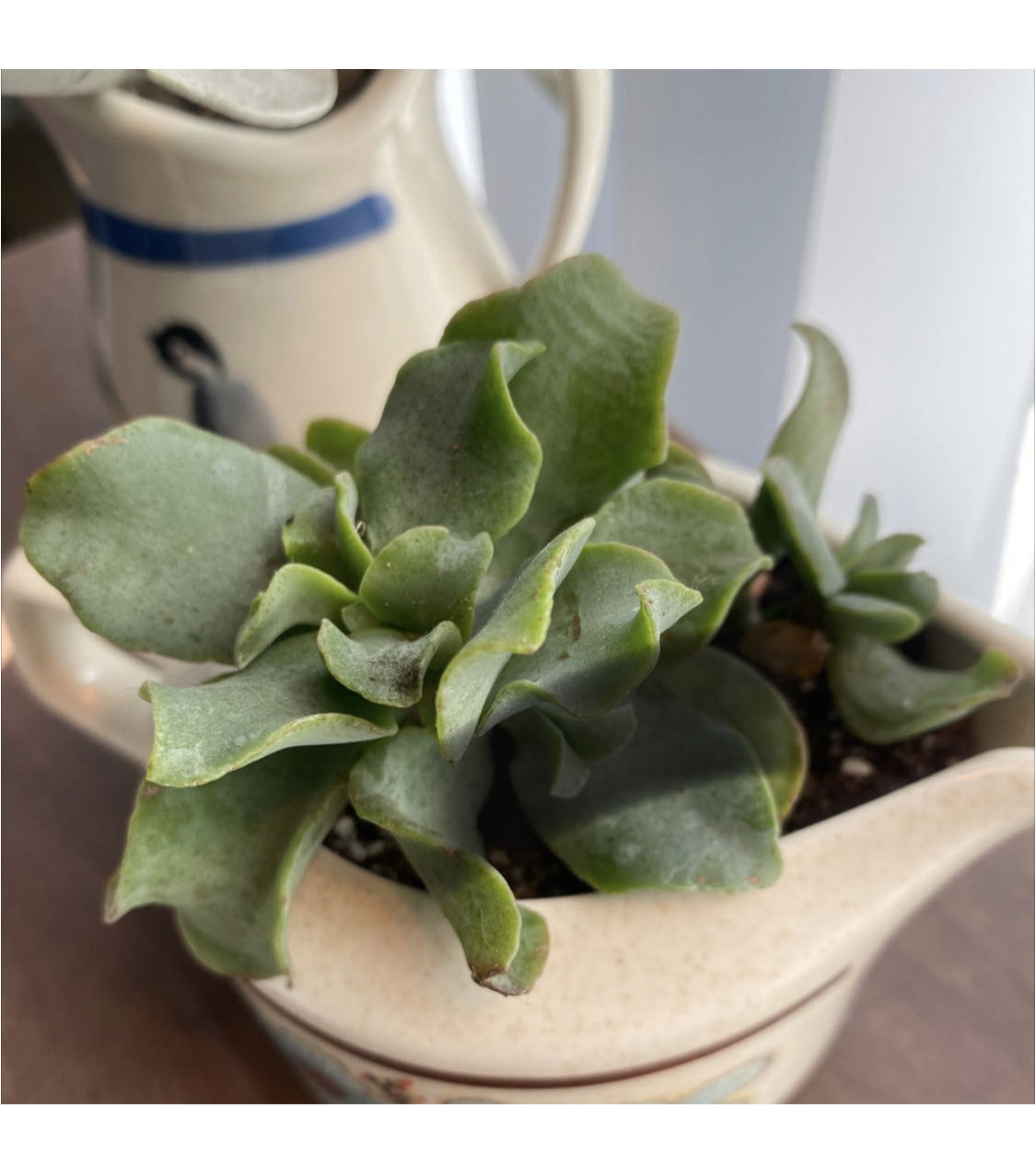Photo from the post
