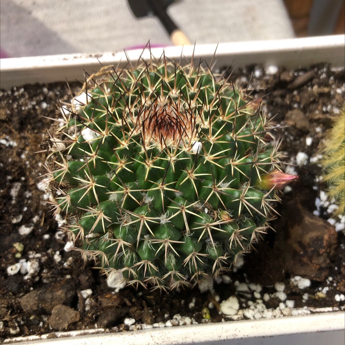 Mammillaria mystax cactus in a rectangular pot with visible soil.