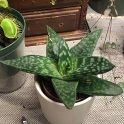 Aloe 'Tiki Zilla' plant