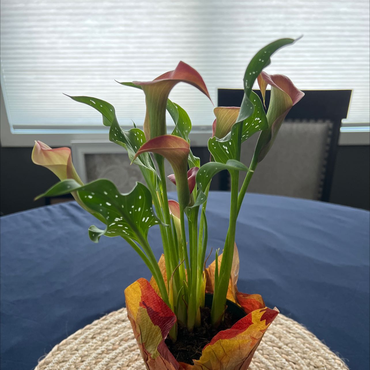 Spotted Calla Lily with healthy green leaves and vibrant flowers in a pot.
