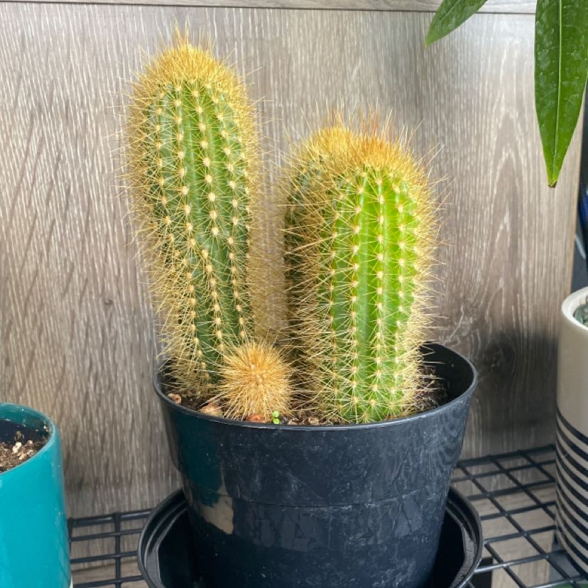 Golden Snakecactus in a black pot, healthy with vibrant green color and prominent spines.