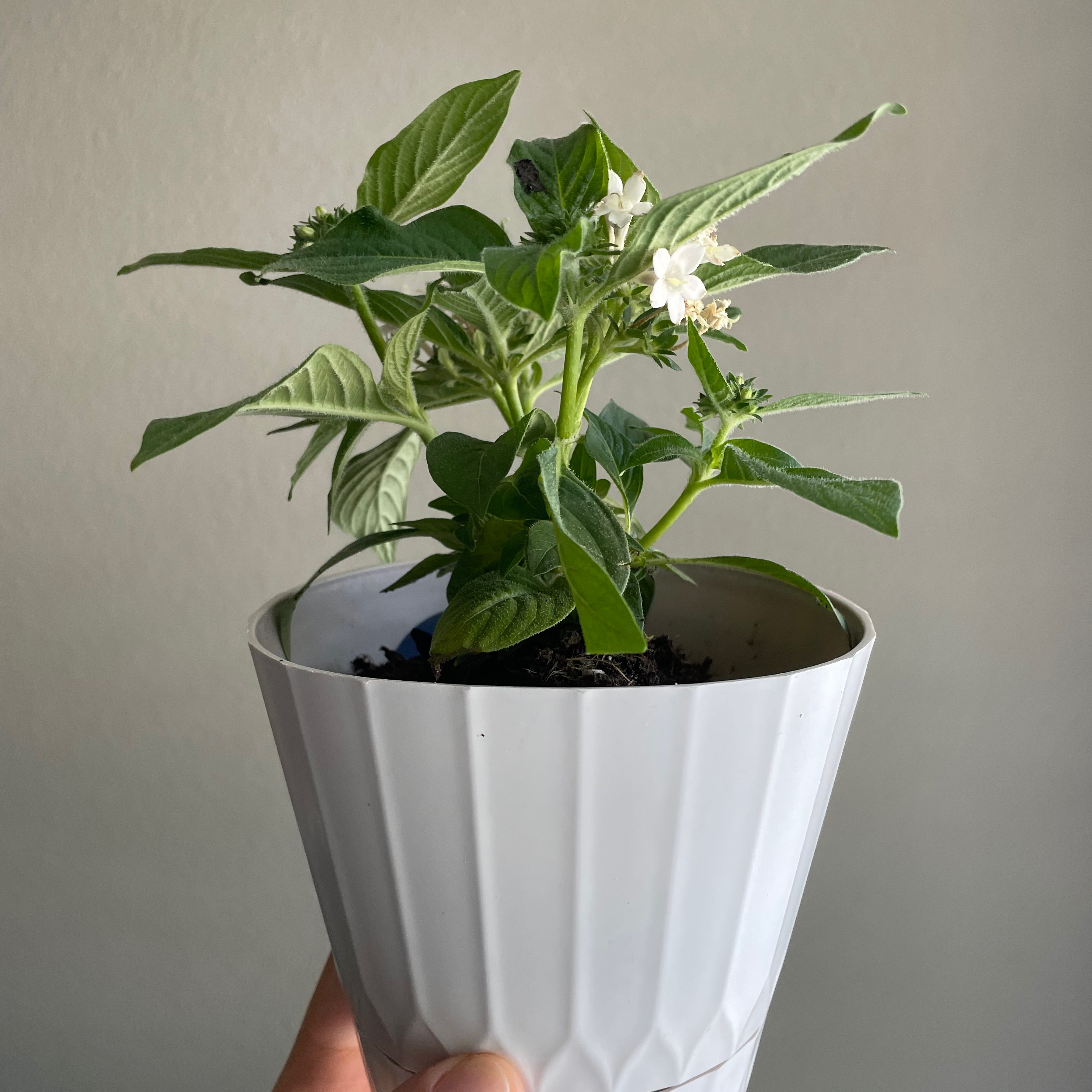Potted Egyptian Starcluster plant with green leaves and white flowers.