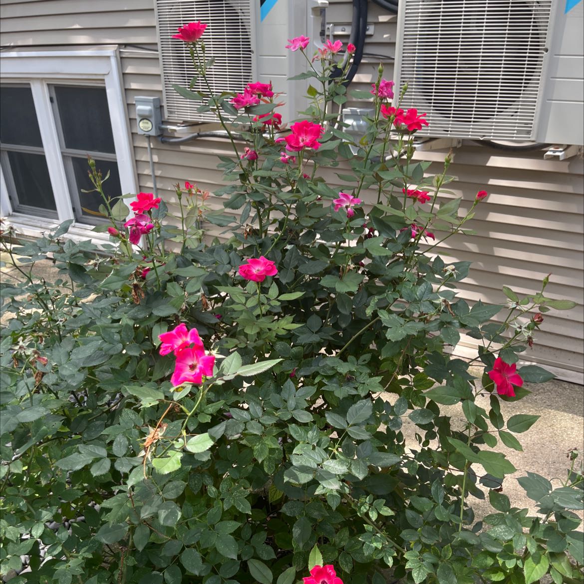 Flowering Alpine Rose plant with vibrant pink blooms in front of a building.