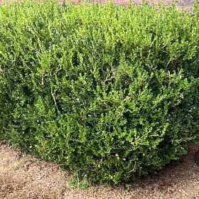 Photo of the plant species Dwarf Chapparal-Broom by @FlexibleTreeivy named ChloroPhil on Greg, the plant care app