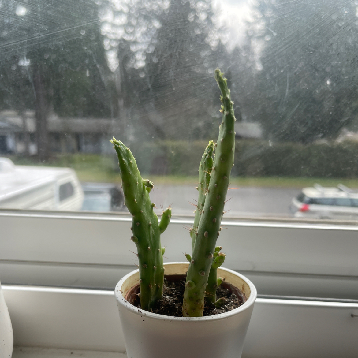 Drooping Prickly Pear plant in a white pot on a windowsill with an outdoor view.