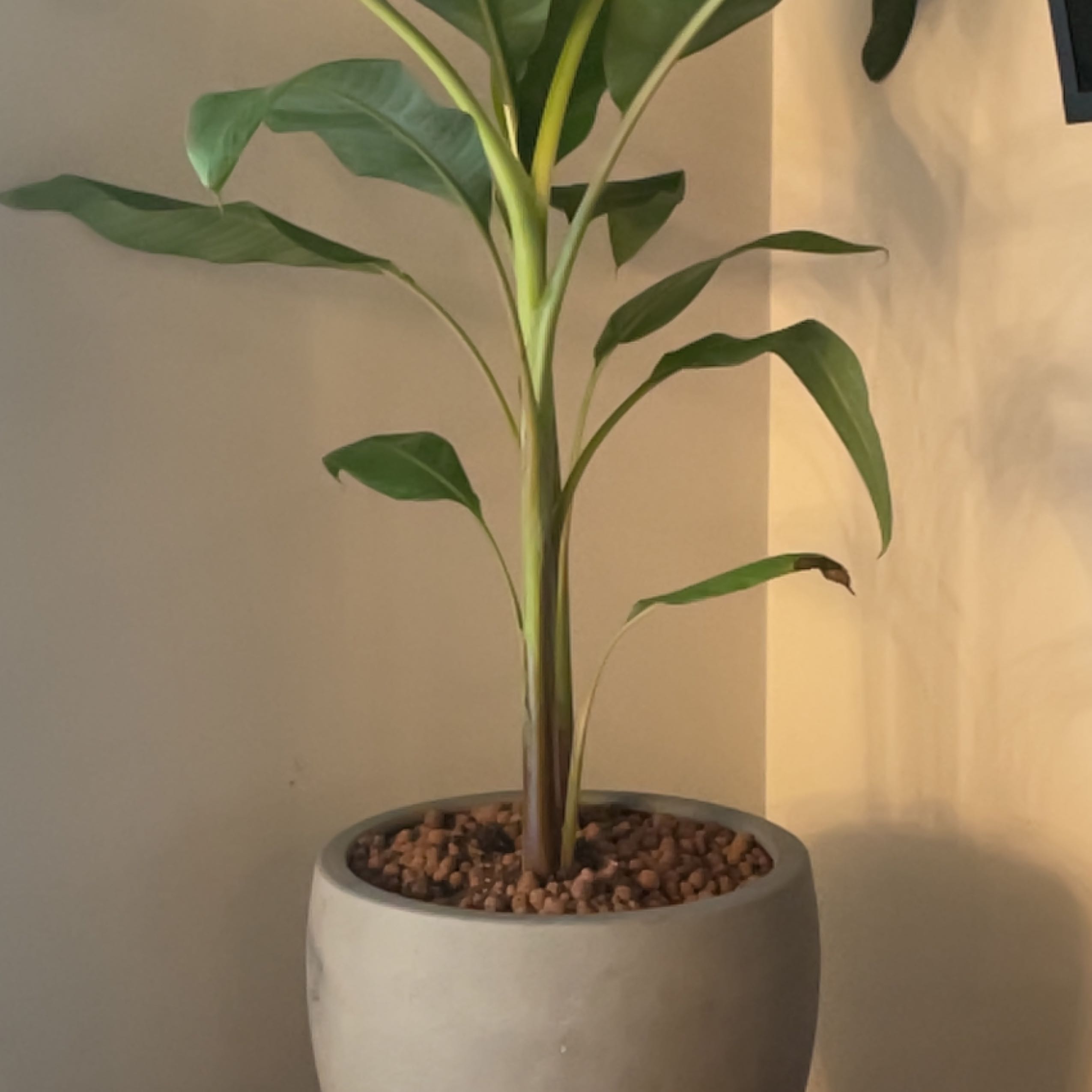 Potted banana plant with healthy green leaves, placed indoors.