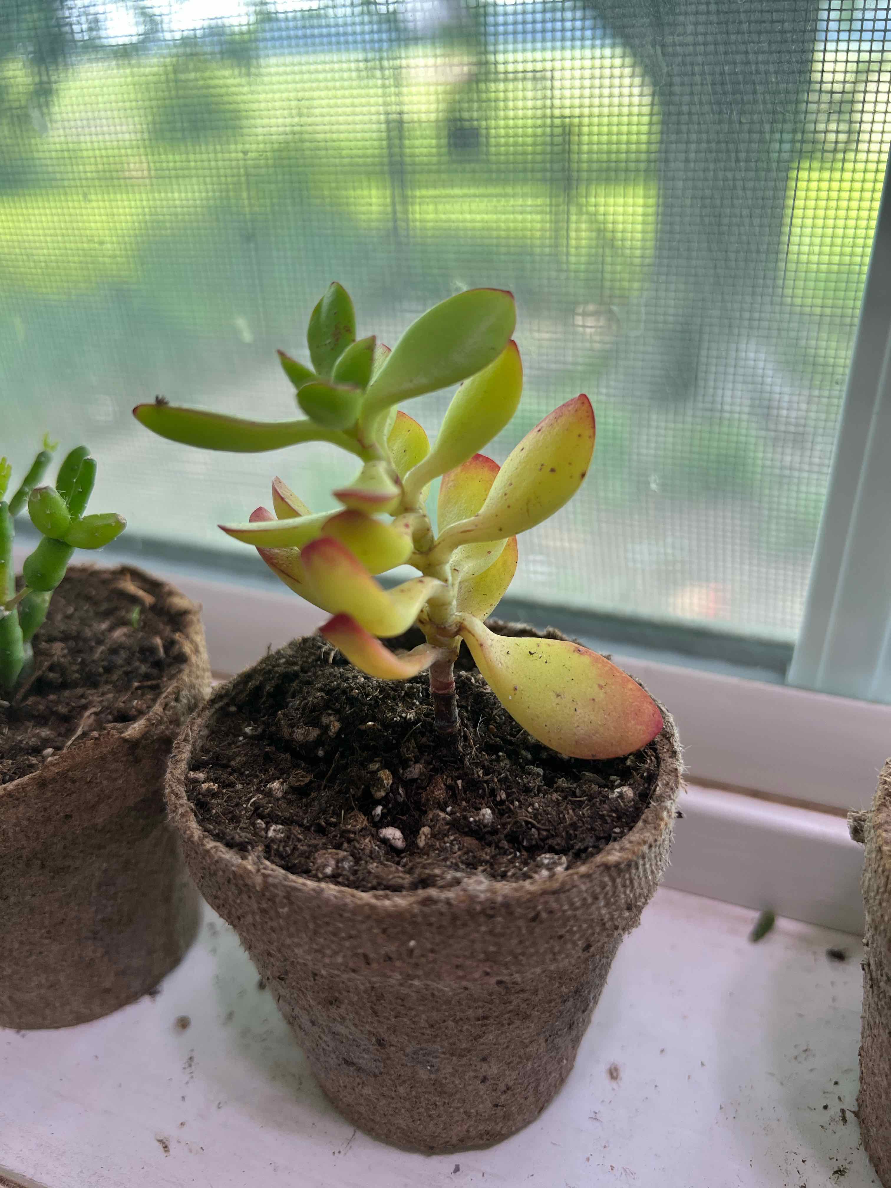 Small Red Carpet succulent plant with some yellowing leaves in a pot on a windowsill.