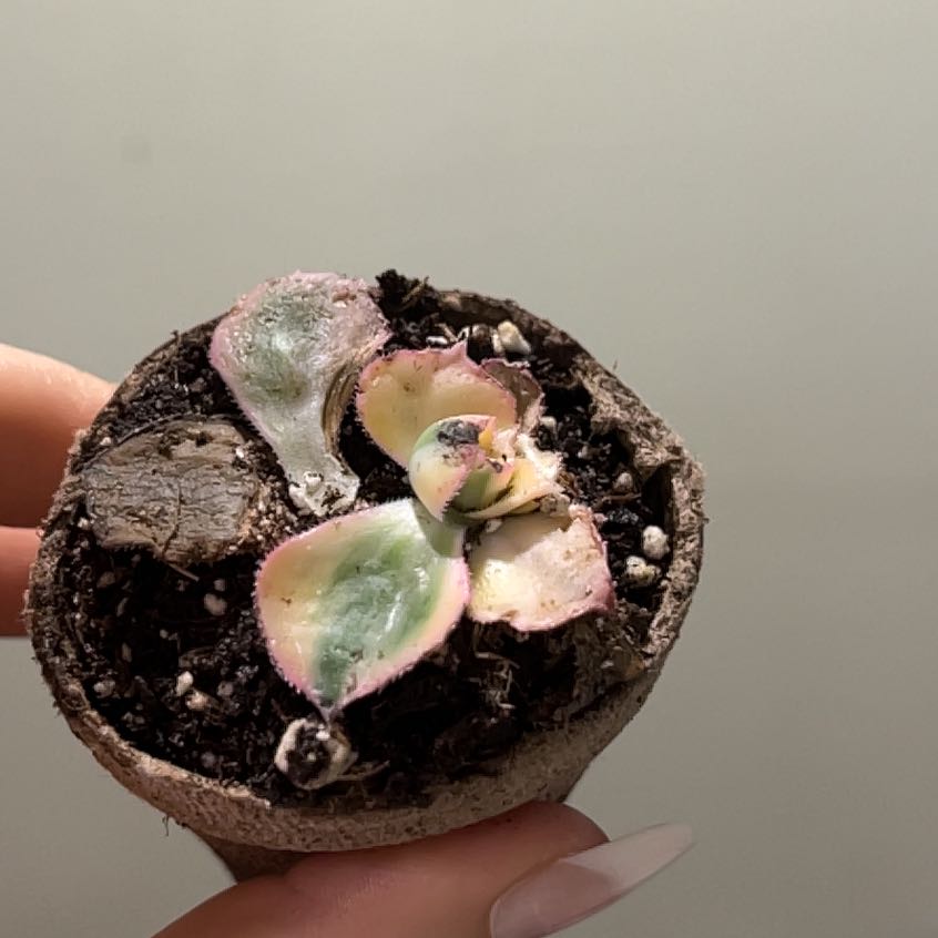 Aeonium 'Sunburst' plant with variegated leaves and pink edges in a small pot.