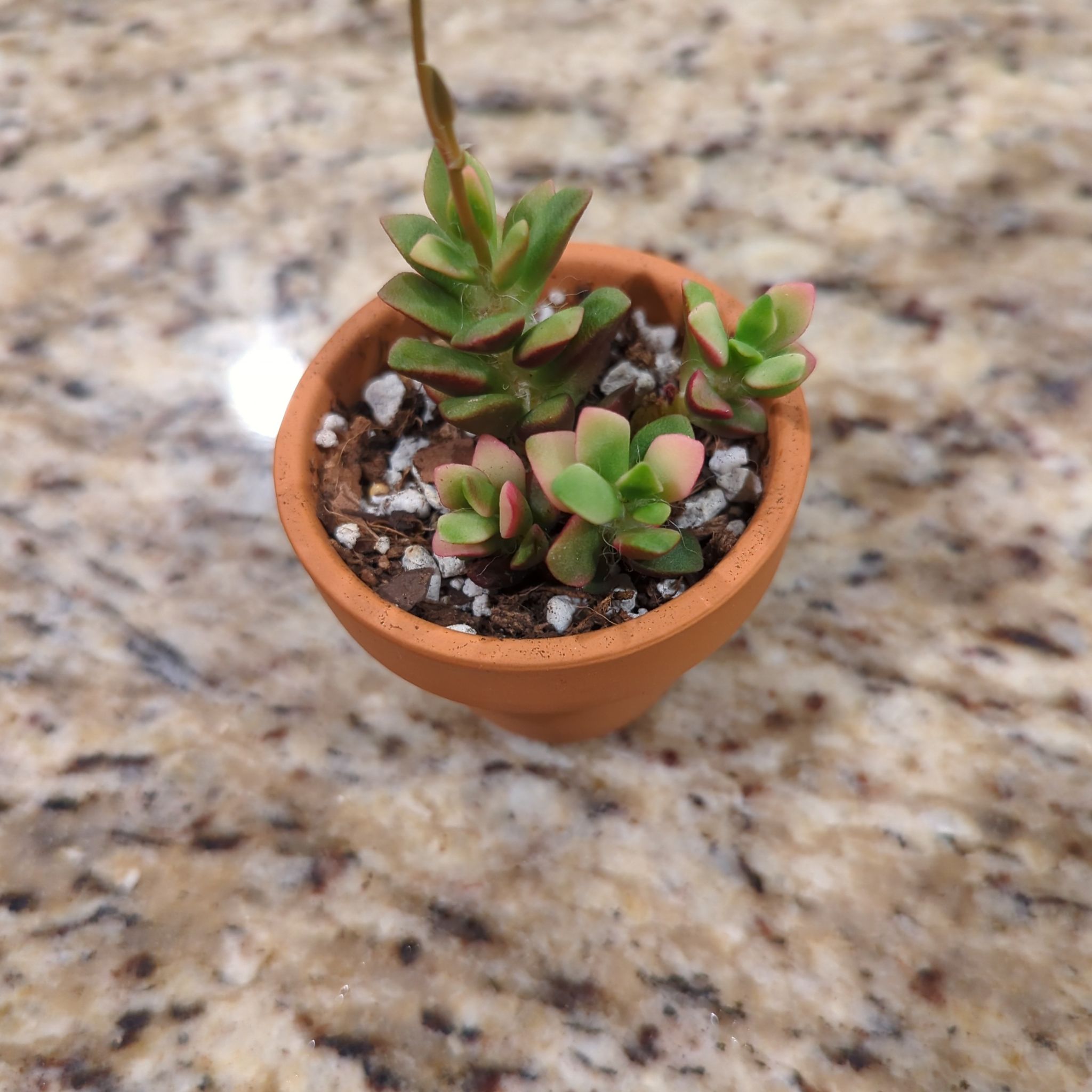 Small potted Anacampseros telephiastrum 'Variegata' succulent with variegated leaves.