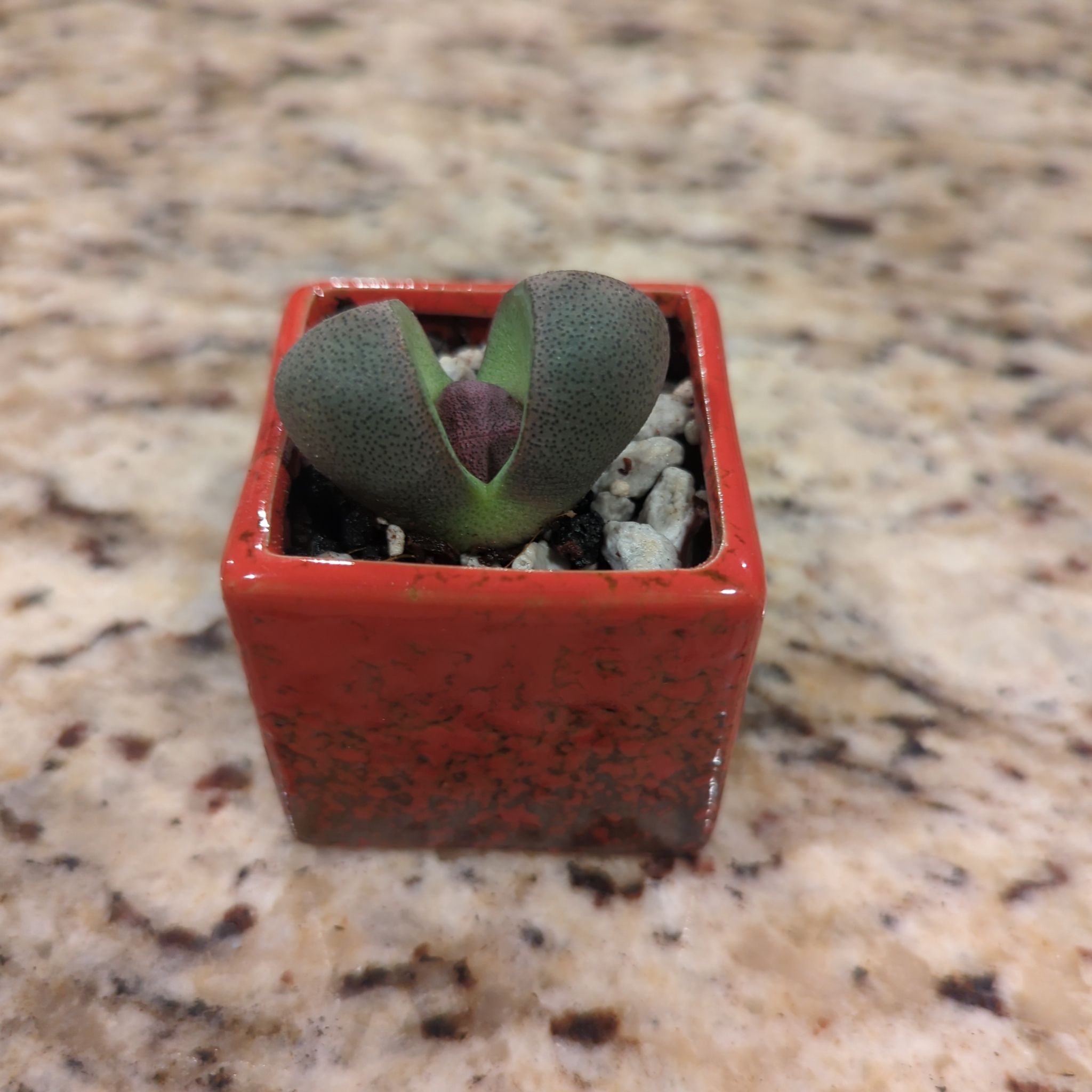 Royal Flush Split Rock succulent in a red square pot on a speckled surface.