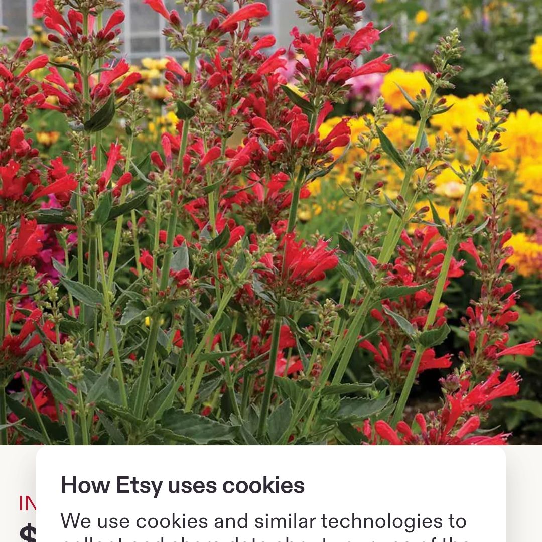 Photo of the plant species Red Hyssop by @AdvisableGuasca named Robert Plant on Greg, the plant care app