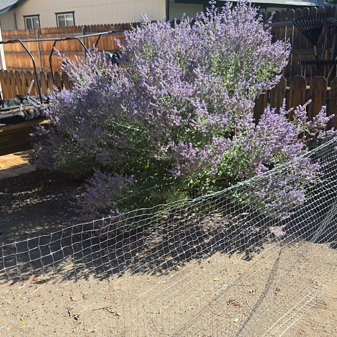 Photo of the plant species Russian Sage by @AdvisableGuasca named Sage on Greg, the plant care app