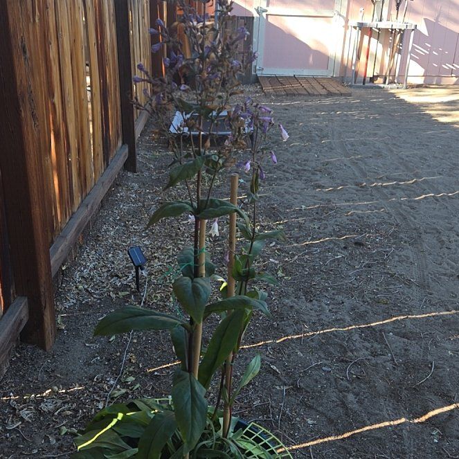Photo of the plant species Foxglove Beardtongue by @AdvisableGuasca named Dark Towers on Greg, the plant care app