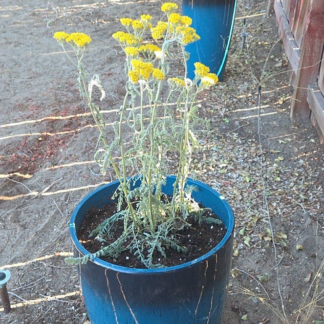 Photo of the plant species Moonshine Yarrow by @AdvisableGuasca named Daphne on Greg, the plant care app
