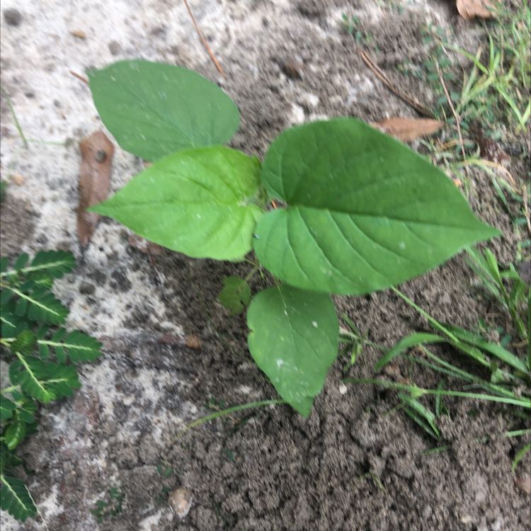 Plant care for Fuchsia 'Caroline' on Greg, the plant care app