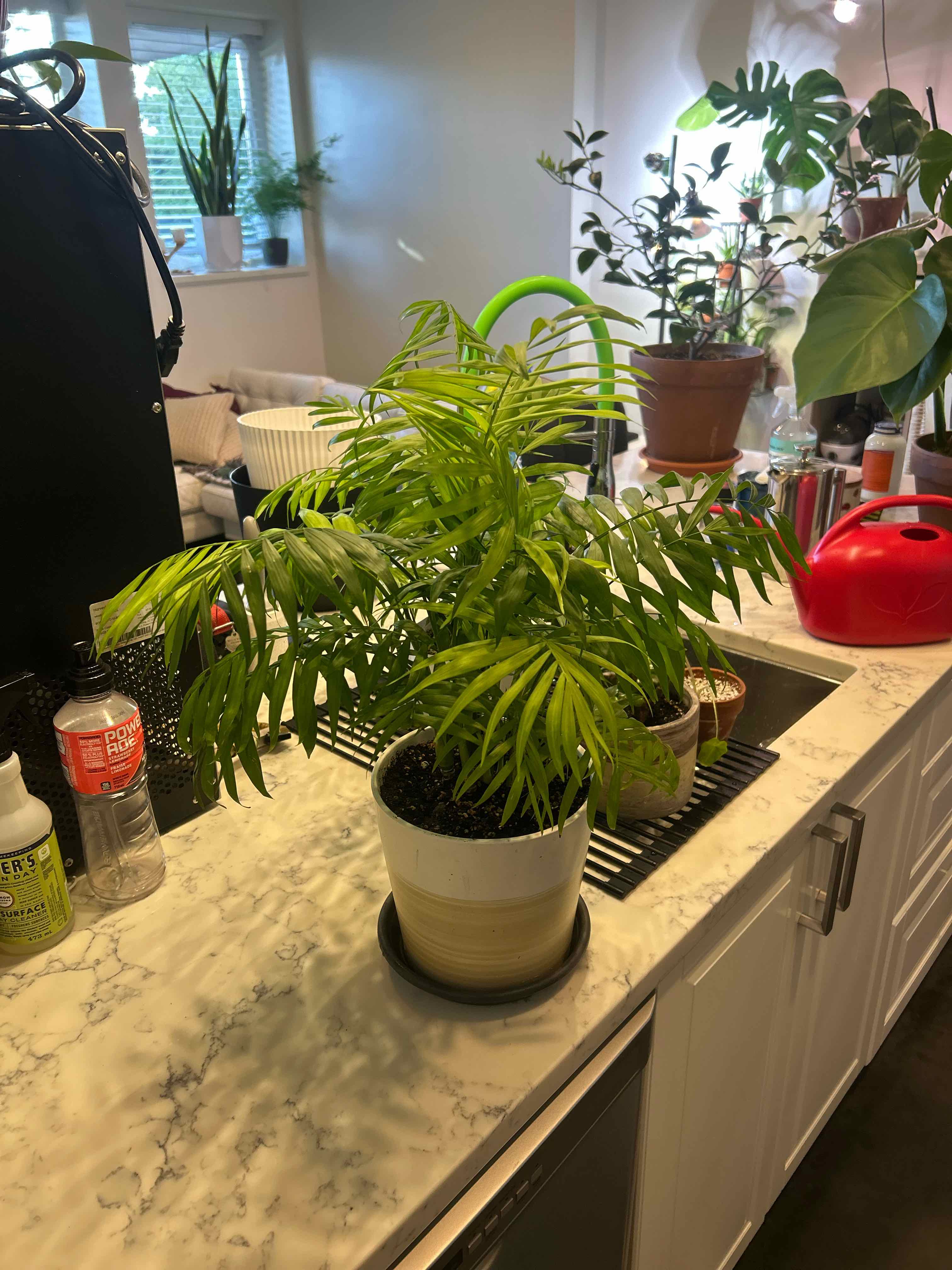 Parlour Palm plant photo by @Emilbee named Palm Bae on Greg, the plant care app.