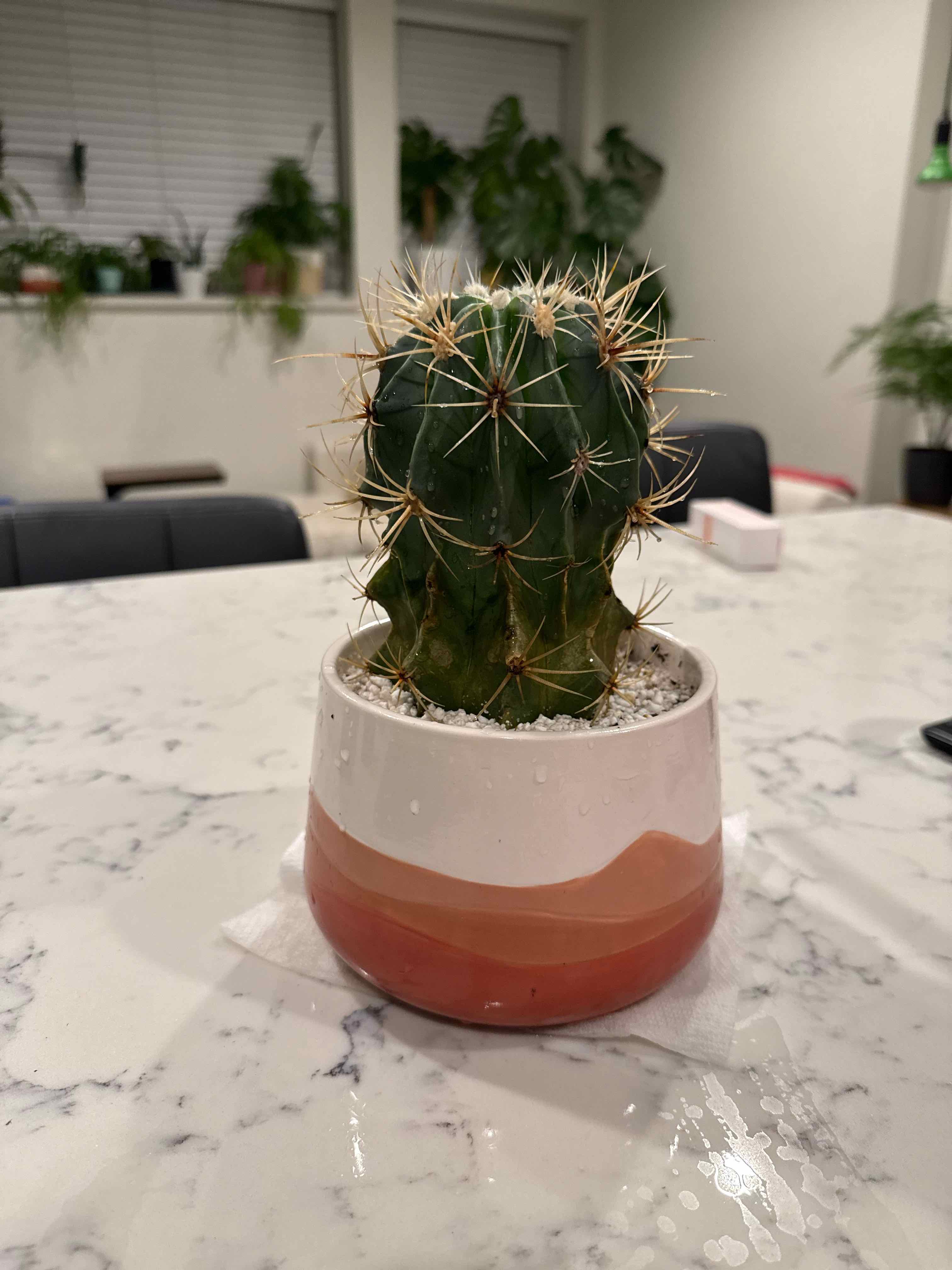 Photo of the plant species Star Plant by @Emilbee named Spike on Greg, the plant care app