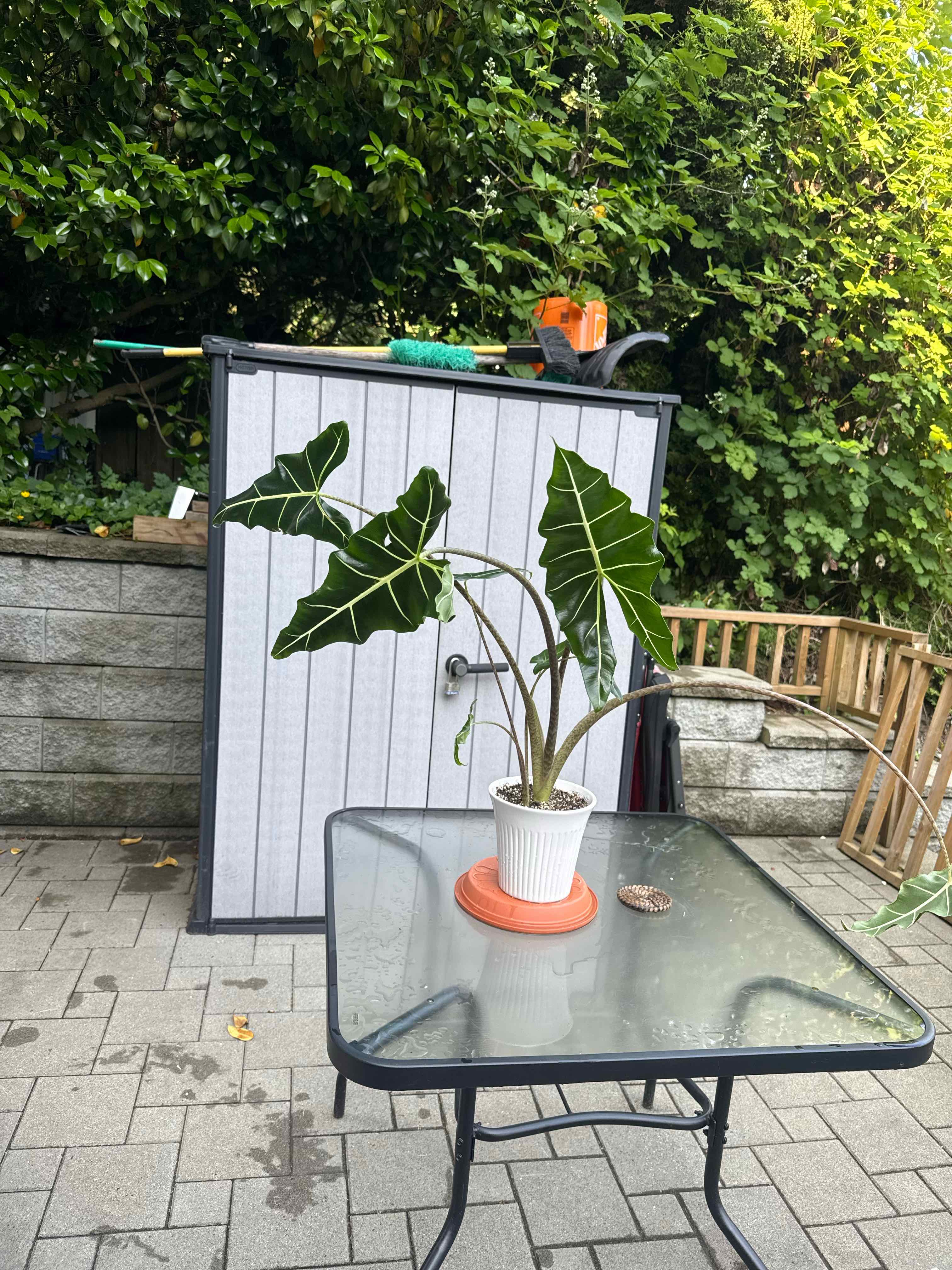 Photo of the plant species Alocasia 'Sarian' by @Emilbee named Double Doggo-Dragons on Greg, the plant care app