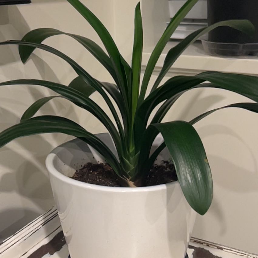 Healthy Bush Lily plant in a white pot with green leaves.
