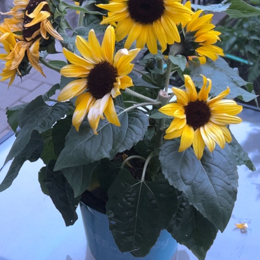 Thriving sunflower plant with multiple large yellow flowers in full bloom, green healthy leaves, no signs of disease.