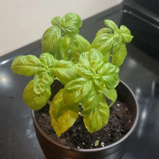 Sweet Basil plant in North Vancouver, British Columbia
