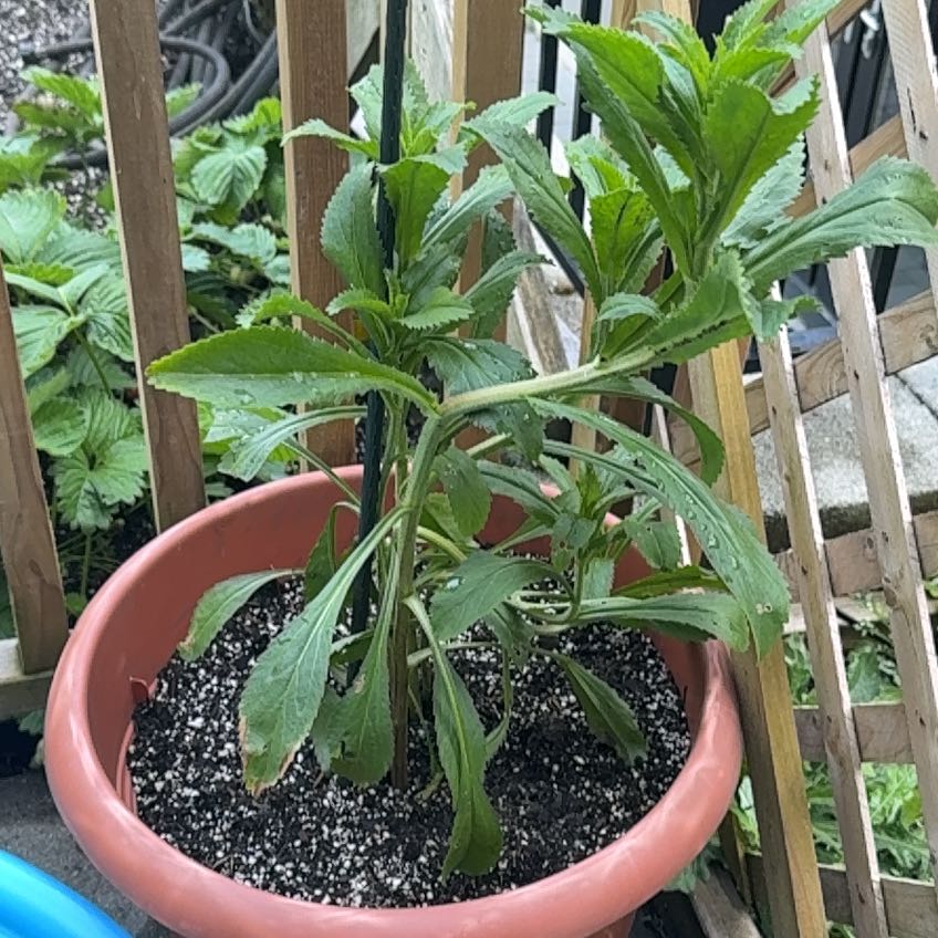 Photo of the plant species Shasta Daisy 'Alaska' by @Emilbee named Daisy on Greg, the plant care app
