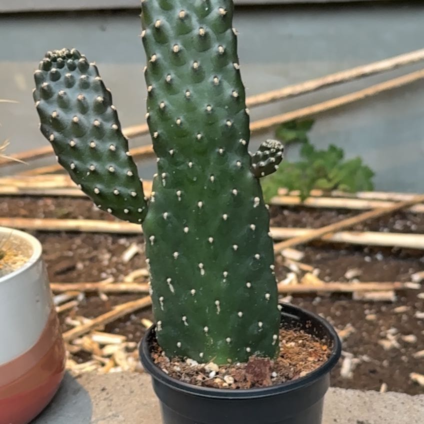 Photo of the plant species Roadkill Cactus by @Emilbee named Emerson on Greg, the plant care app