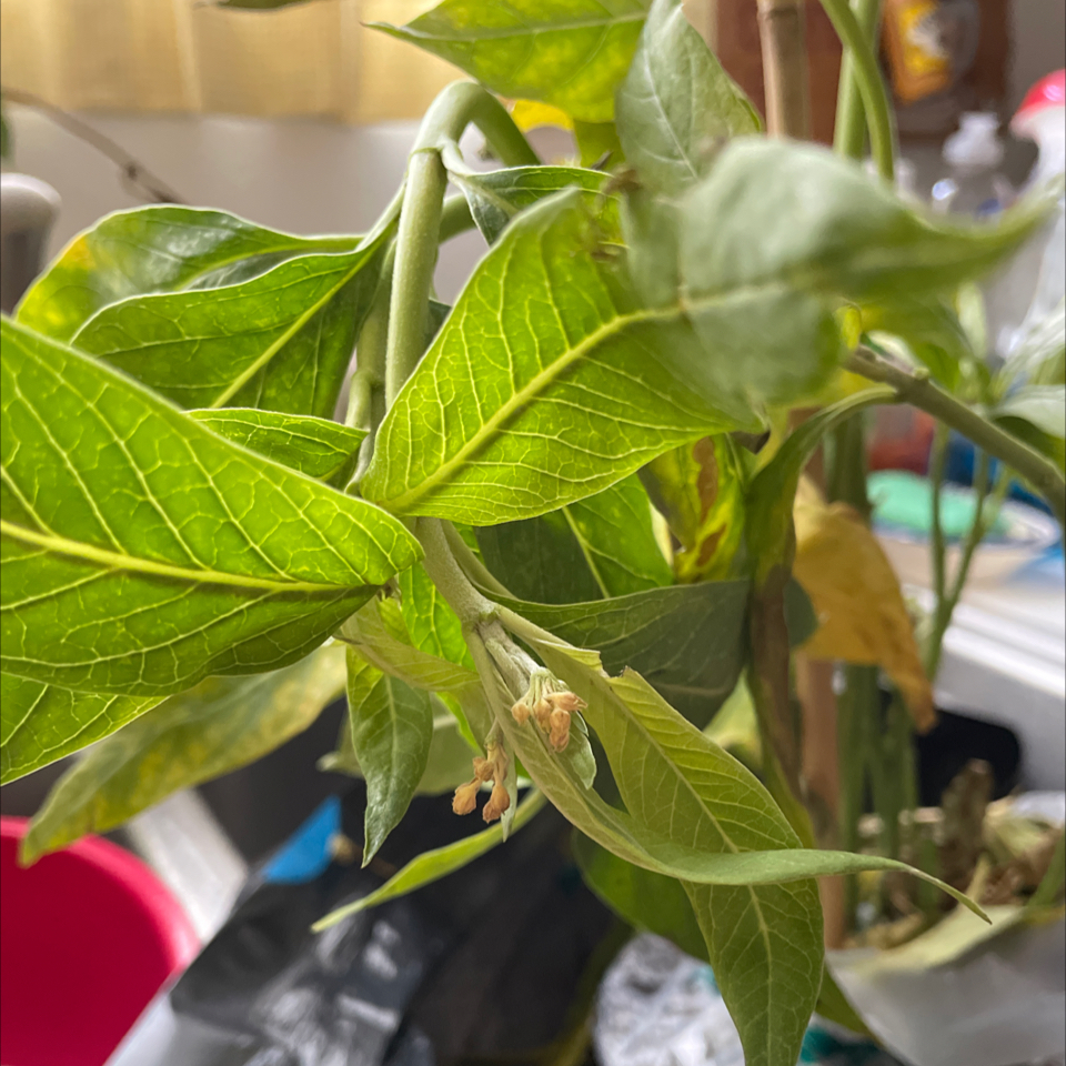 Scarlet Milkweed plant with yellowing and browning leaves, indicating potential health issues.