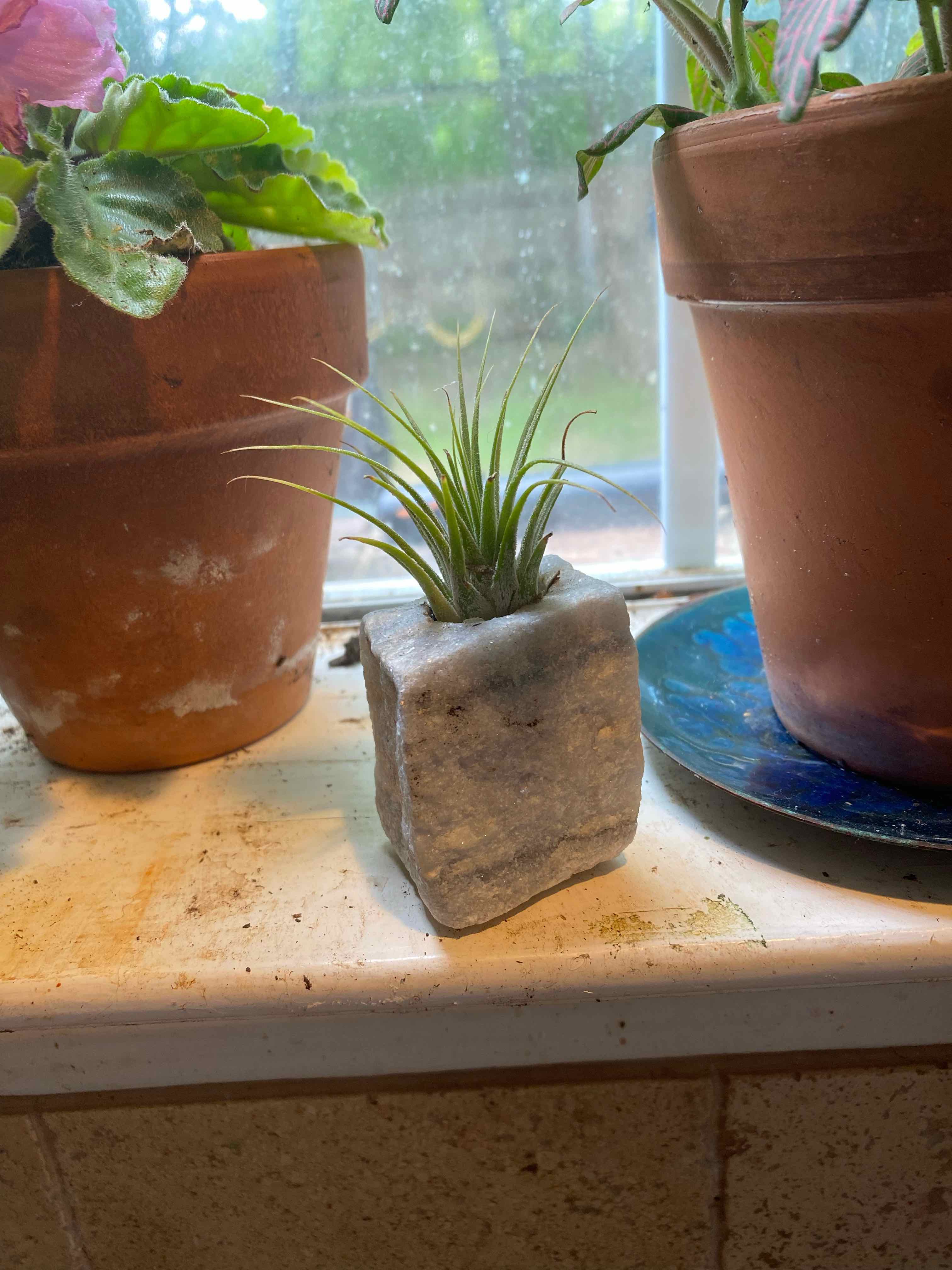 Bulbosa Air Plant in a stone holder on a windowsill with other potted plants in the background.