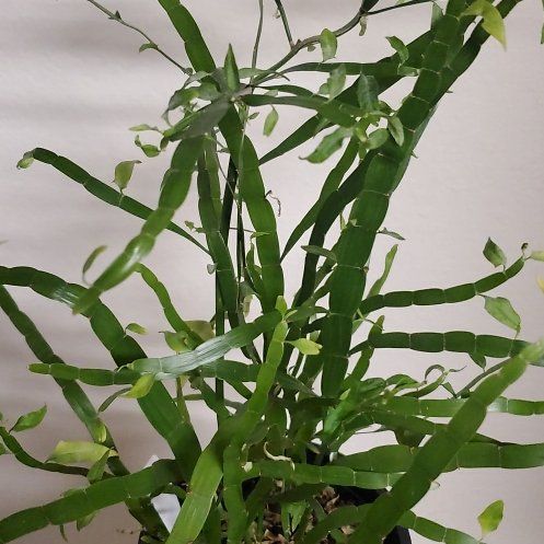 Photo of the plant species Ribbon Bush by @spazicorn named Reebon on Greg, the plant care app