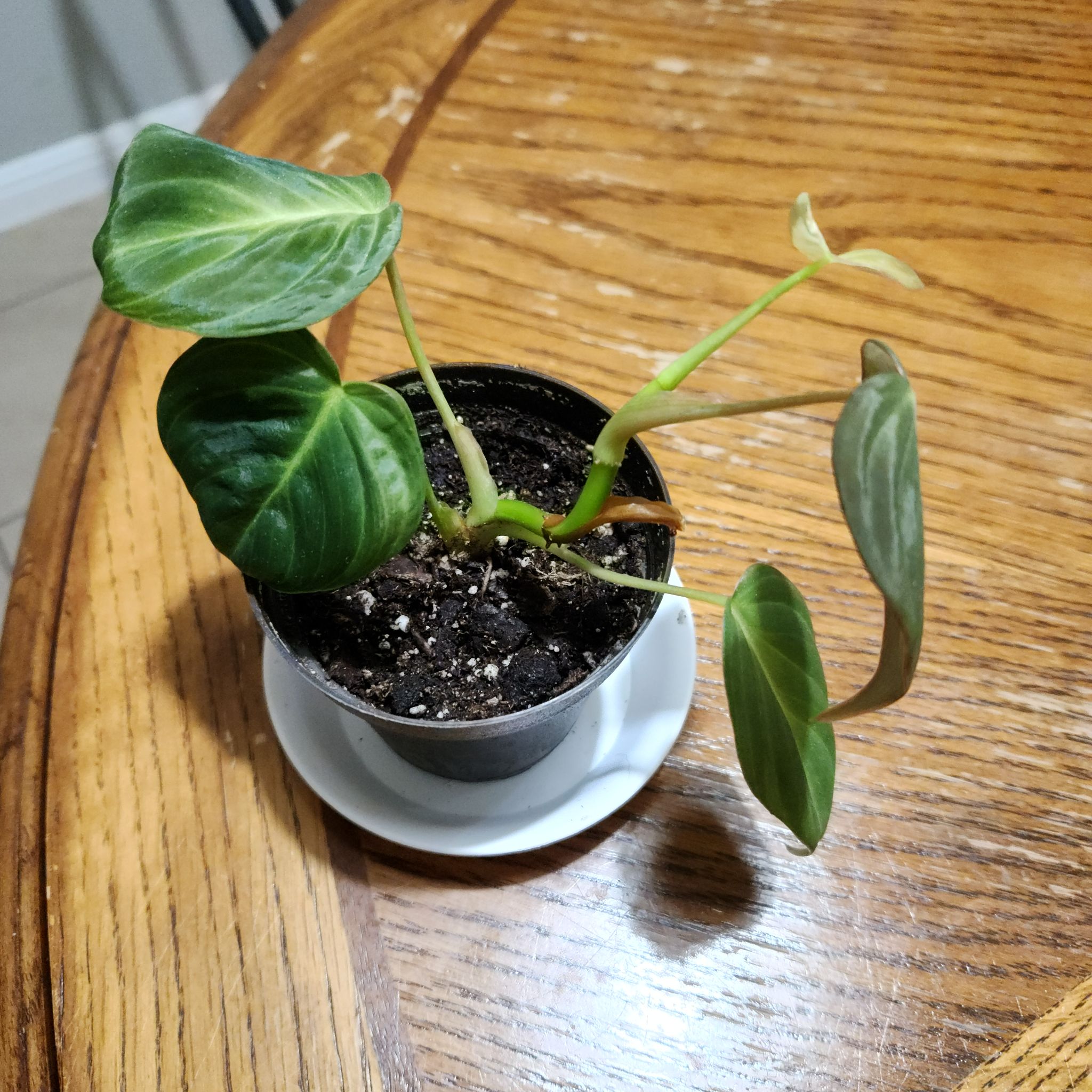 Philodendron Splendid plant in a pot on a wooden table with visible soil.