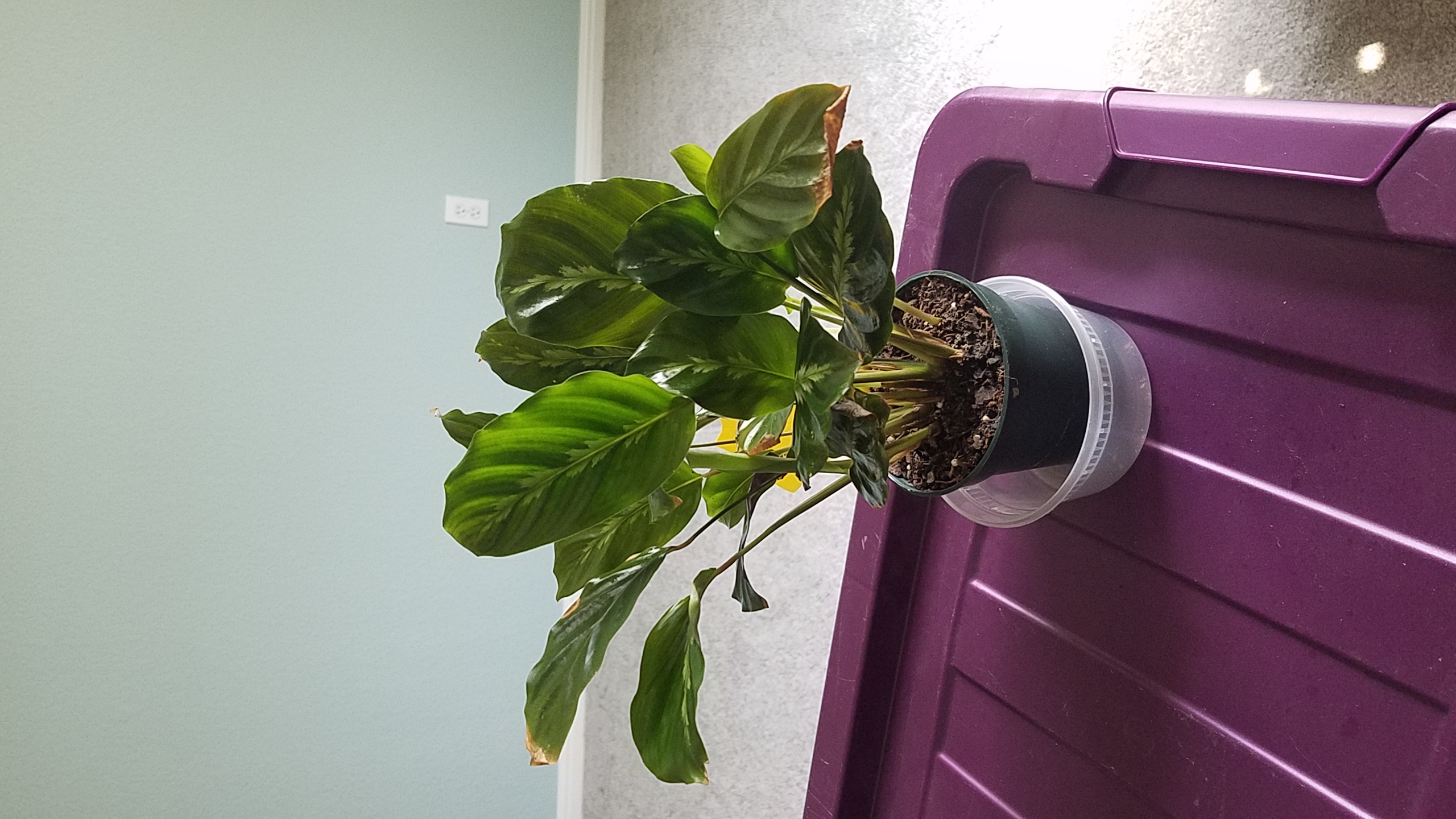 Prayer Plant 'Maui Queen' with broad green leaves, slight browning at edges, in a pot on a purple surface.