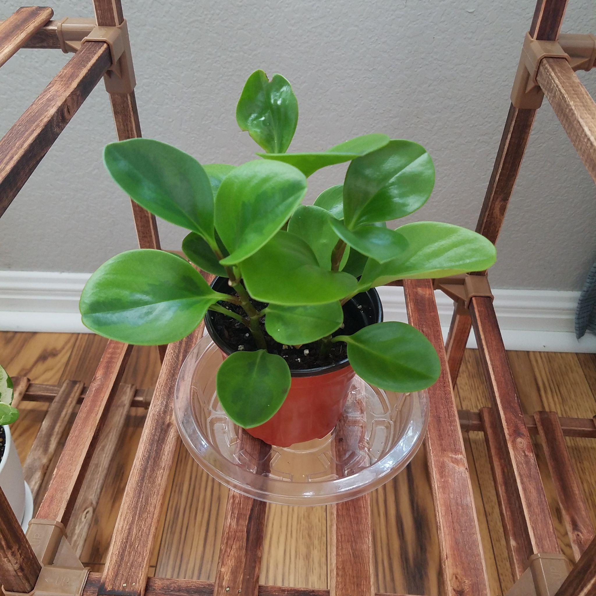 Lemon Lime Peperomia plant in a small pot on a wooden shelf, appearing healthy with vibrant green leaves.