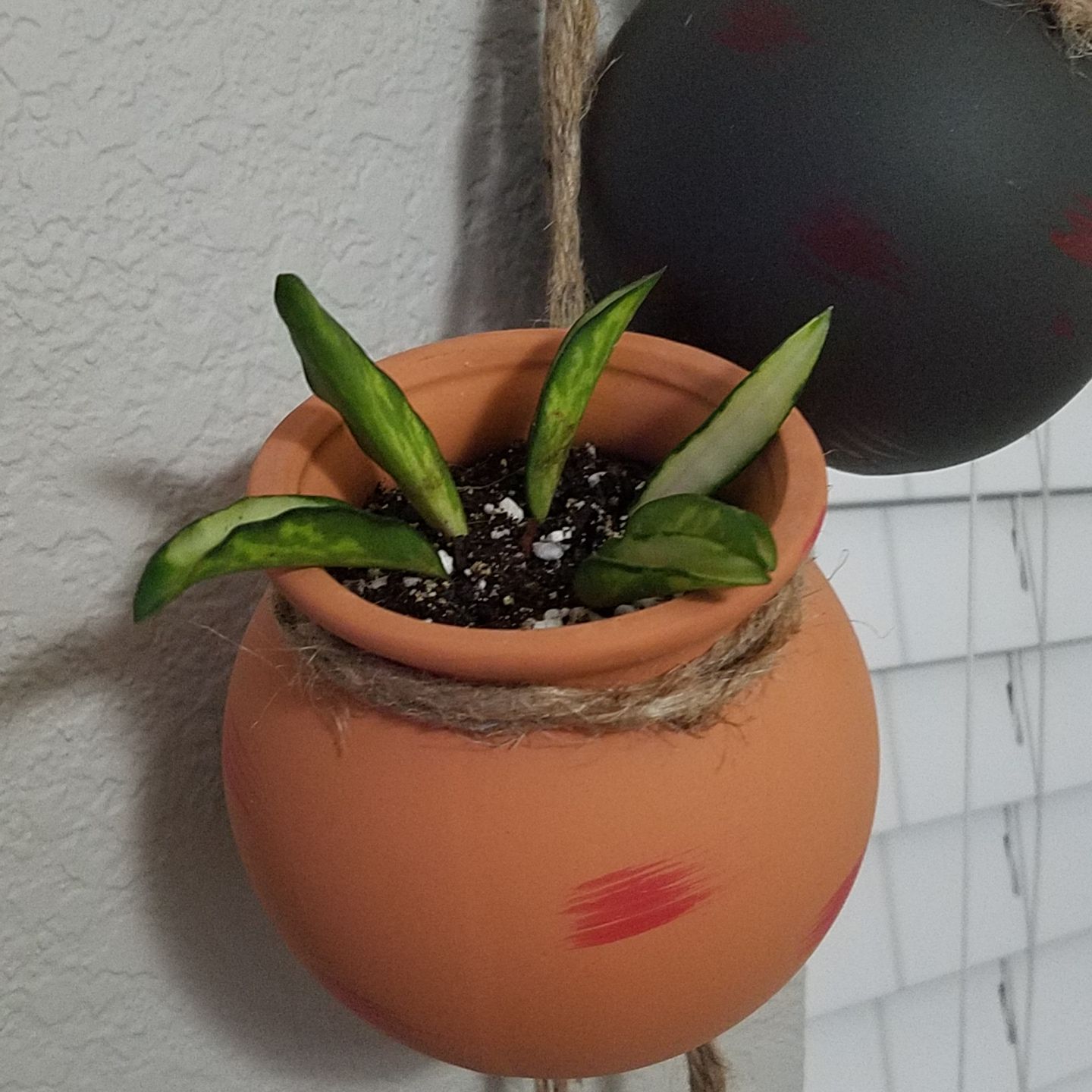 Variegated Hoya wayetii plant in a terracotta pot with visible soil.