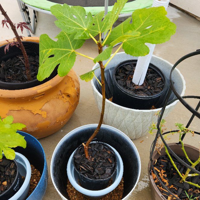 Photo of the plant species Panache Fig by @CuriousMayapple named Peter Parker on Greg, the plant care app