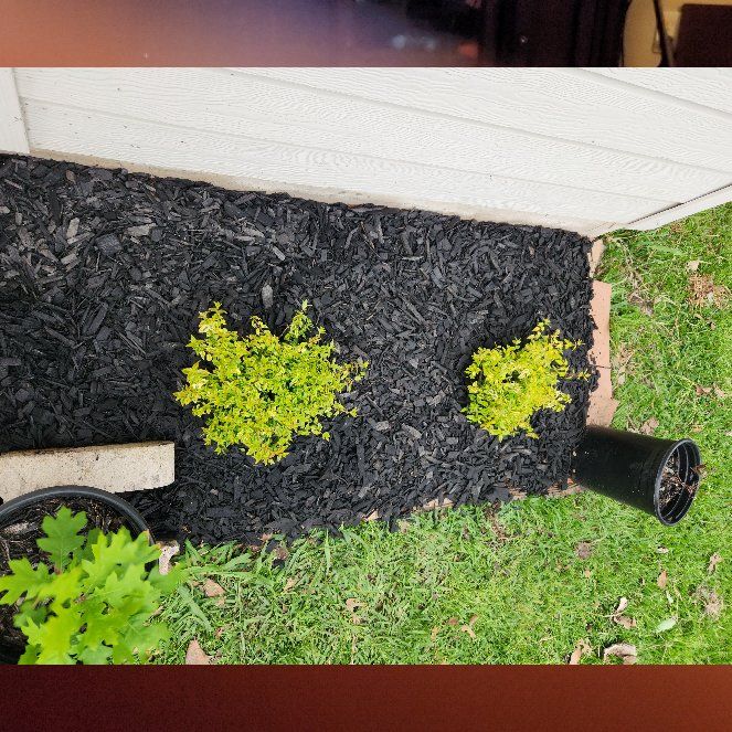 Photo of the plant species Glossy Abelia by @CuriousMayapple named Mando and Grogu on Greg, the plant care app