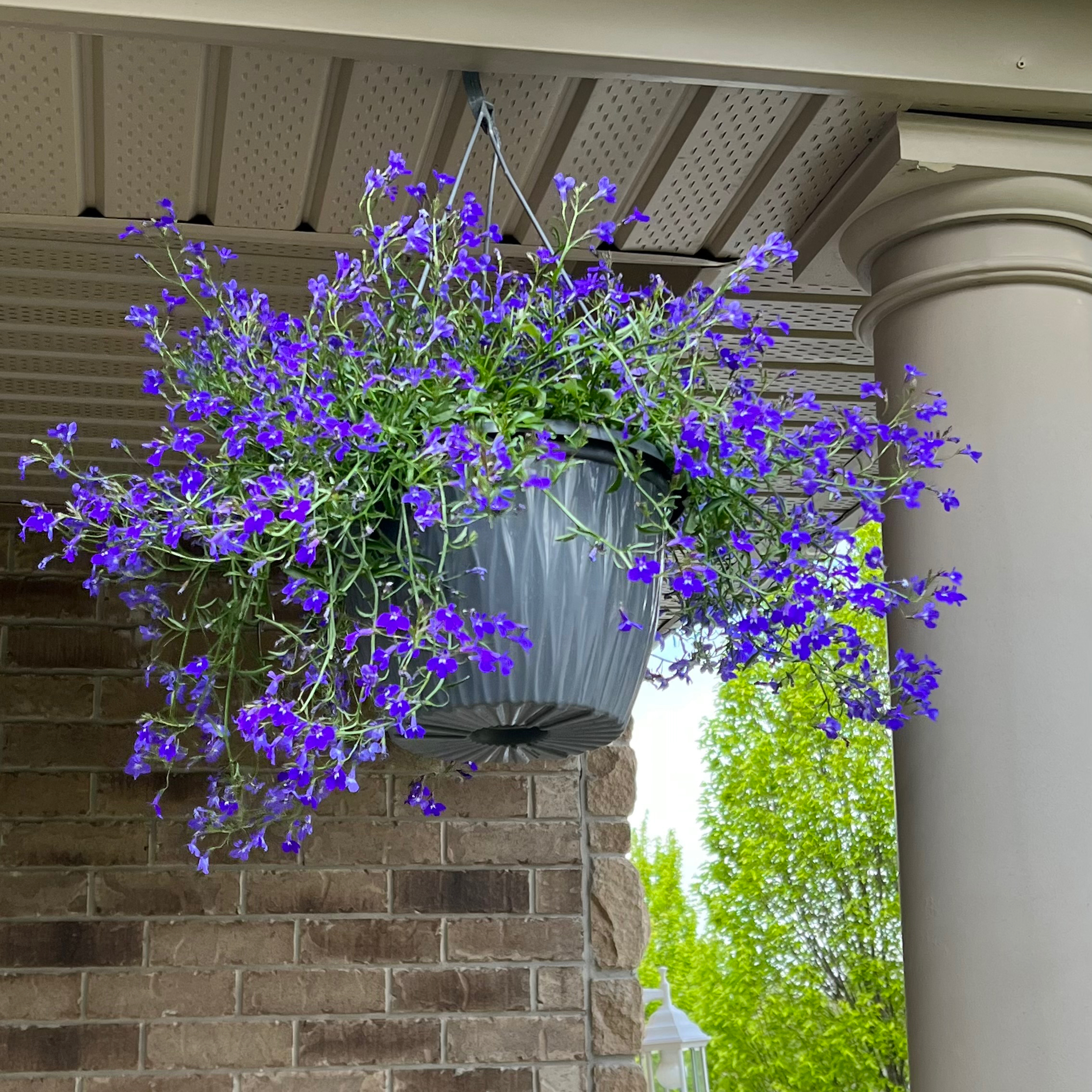 Hanging basket with healthy, flowering Edging Lobelia plant with purple flowers.
