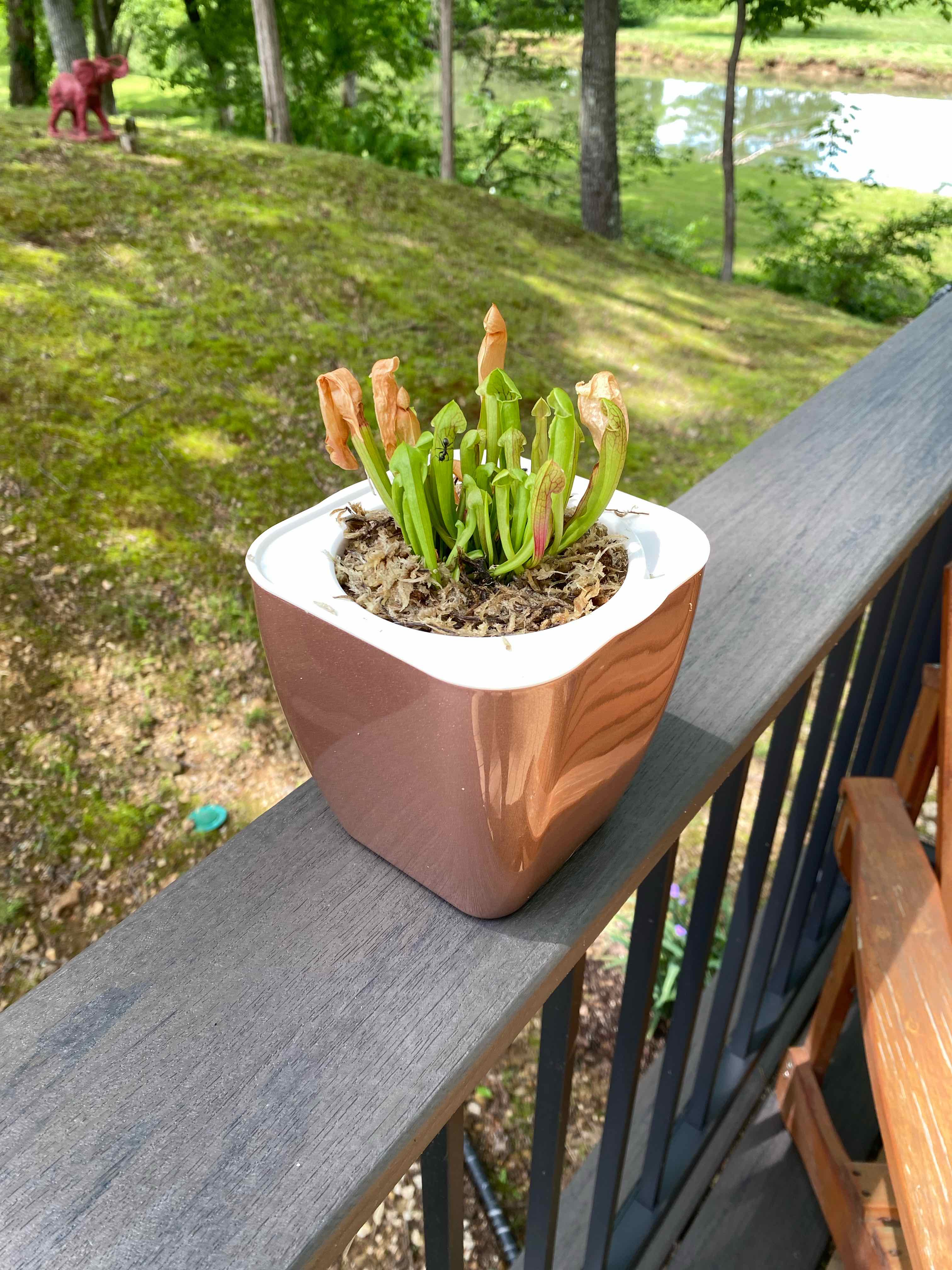 Purple Pitcher Plant in a pot on a railing with some browning leaves.