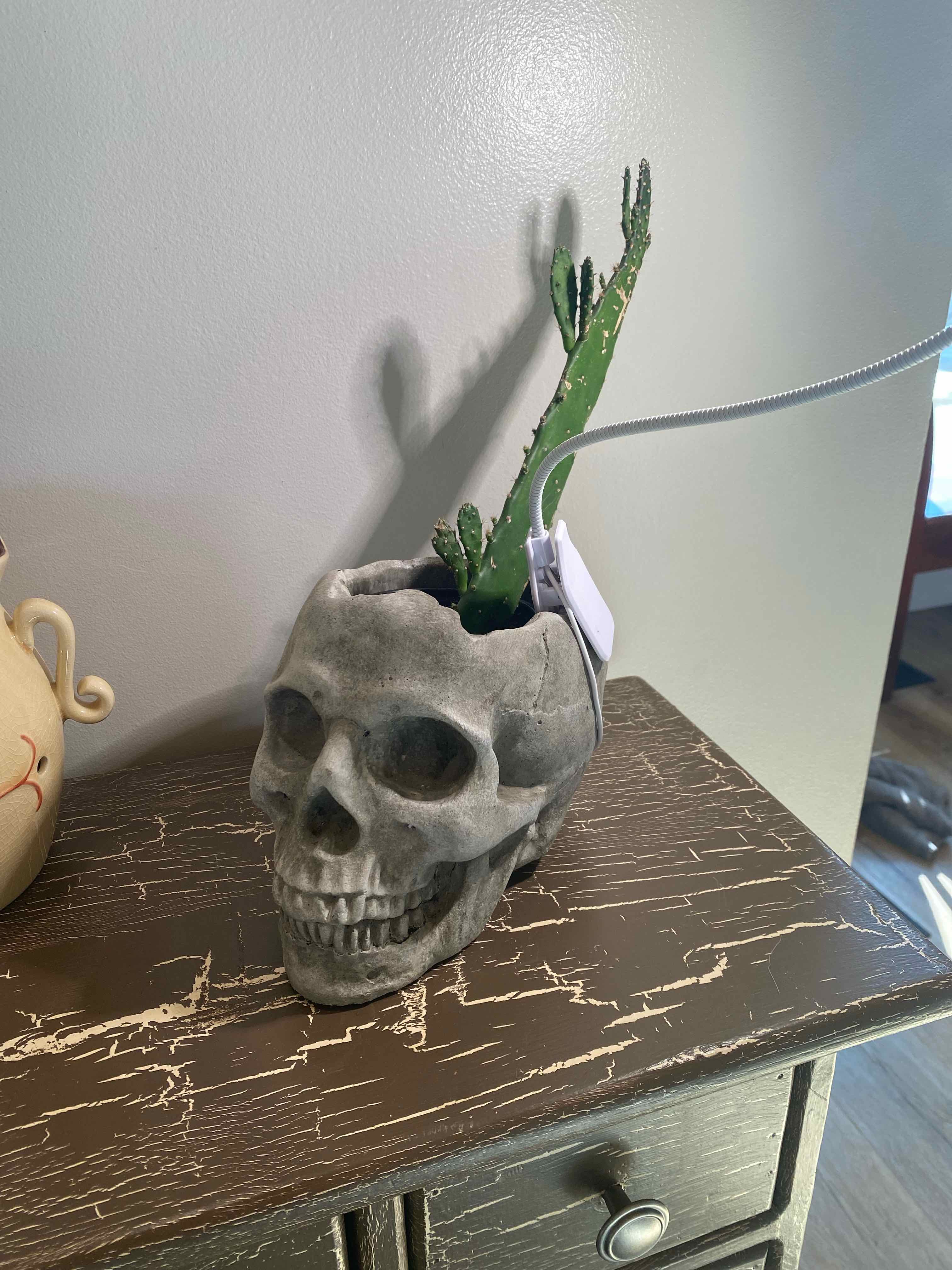 Drooping Prickly Pear plant in a skull-shaped pot on a wooden surface.